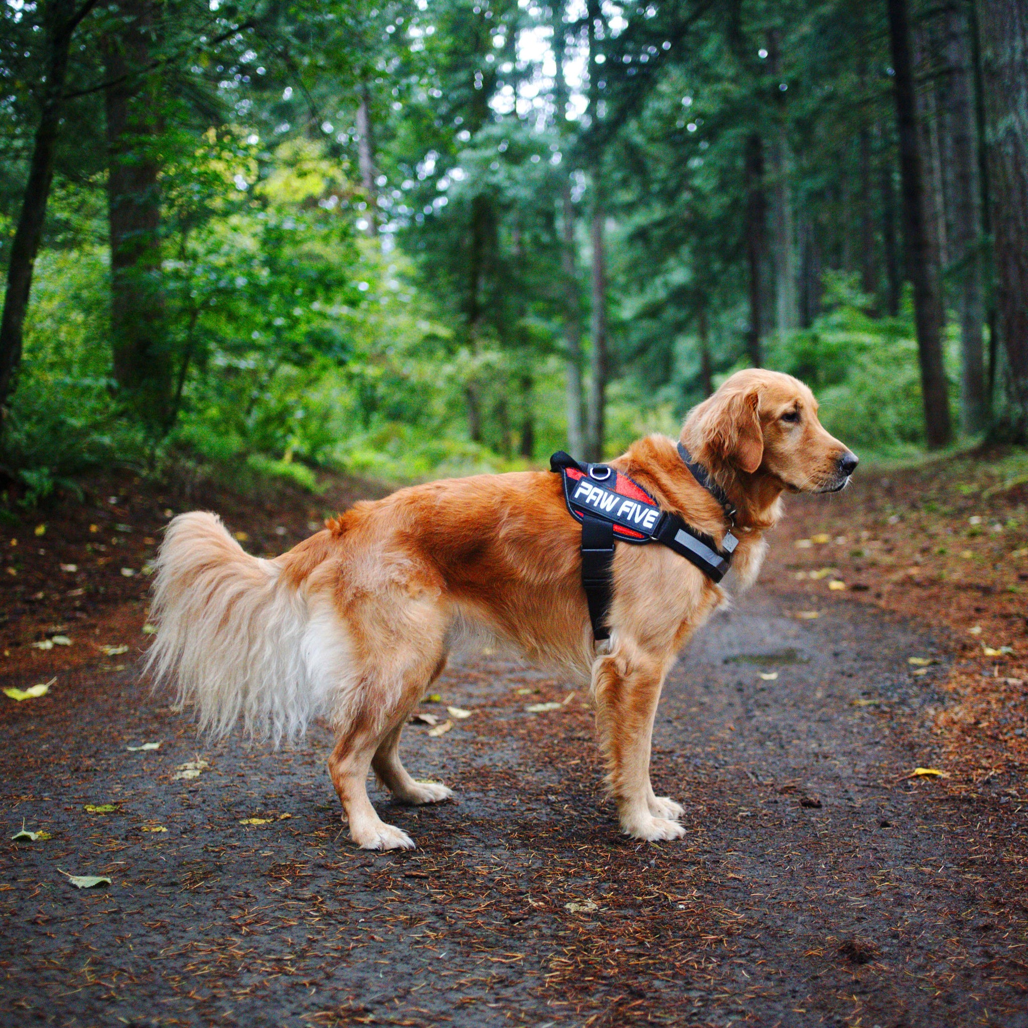 Dog Harness | No Pull Dog Harness Easy Walk Harness Paw Five