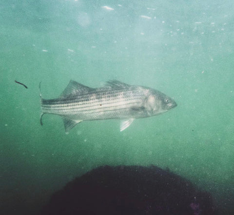 Tackle and Tactics for Schoolie Striped Bass - The Saltwater Edge