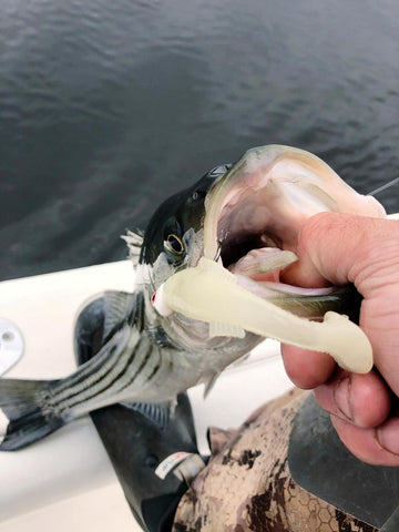 How to catch Striped Bass on Albie Snax 