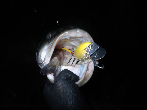 Tackle and Tactics: Imitating Fall Run Surf Baits for Striped Bass - The  Saltwater Edge