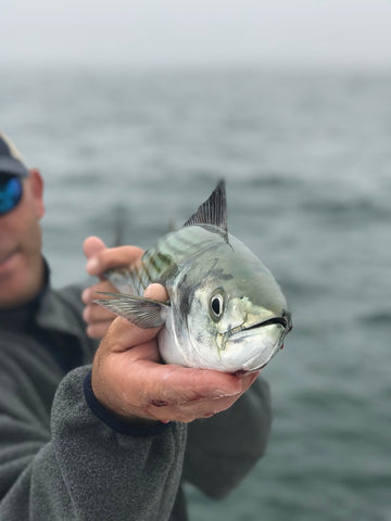 Saltwater Edge Tackle and Tactics: Atlantic Bonito - The Saltwater Edge