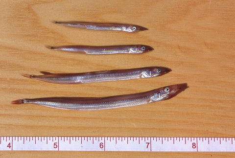 sand eels