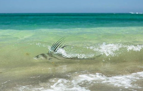 Roosterfish tight to shore
