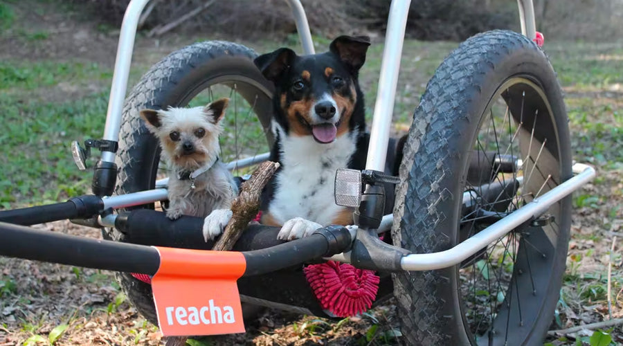 reacha Remorque pour vélo avec chiens