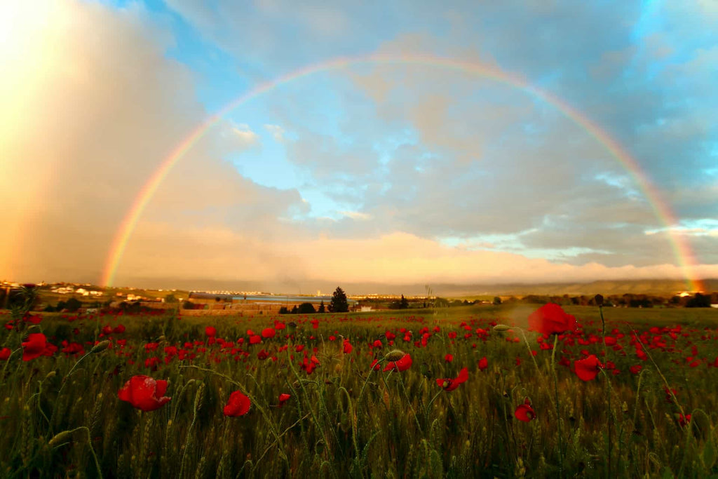 Rainbow over field of flowers for example obituary