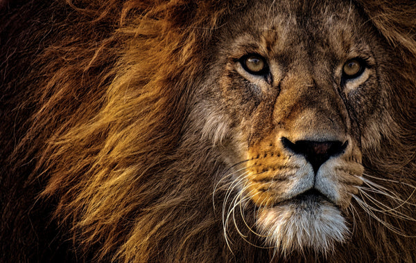 Close up of lion head