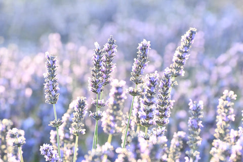 Commonly used as a sleep aid, lavender essential oil can also be combined with other essential oils and may help reduce snoring.