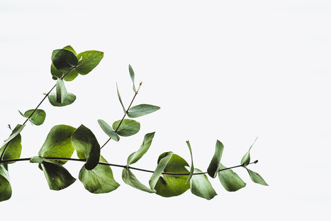 Eucalyptus (Eucalyptus globulus) is typically used for its soothing effects when inhaled.