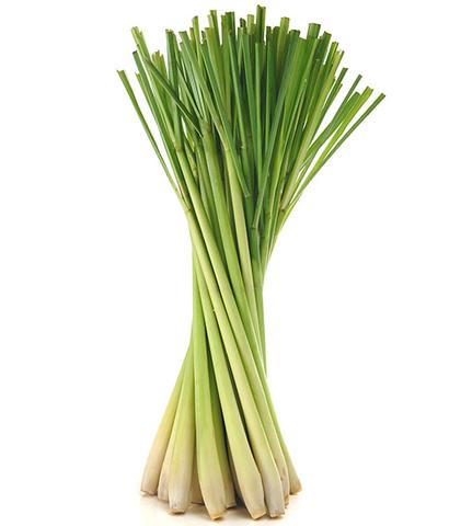 Lemongrass stalk upright 