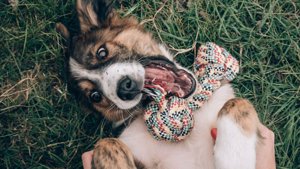 Puppy rolling in grass playing with a toy on its back 