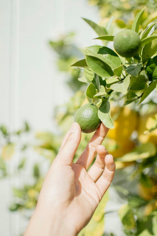 Lime oil has a variety of uses, from aromatherapy to treating skin ailments.