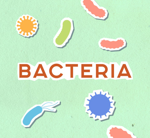 bacteria causing household odor