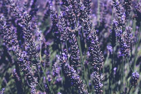 lavender essential oils help you sleep better