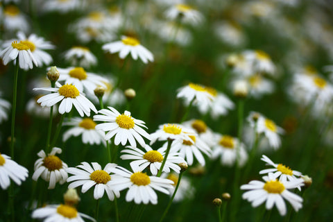 chamomile essential oils that help you sleep