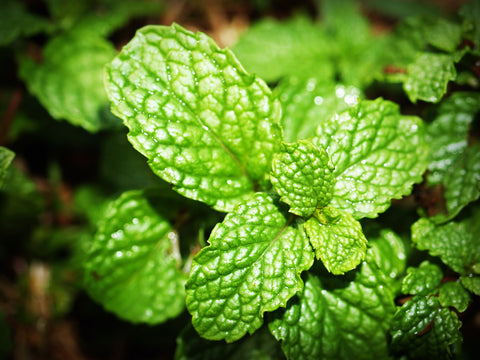 Mint plant