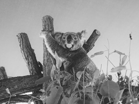 Koala on Eucalyptus Tree