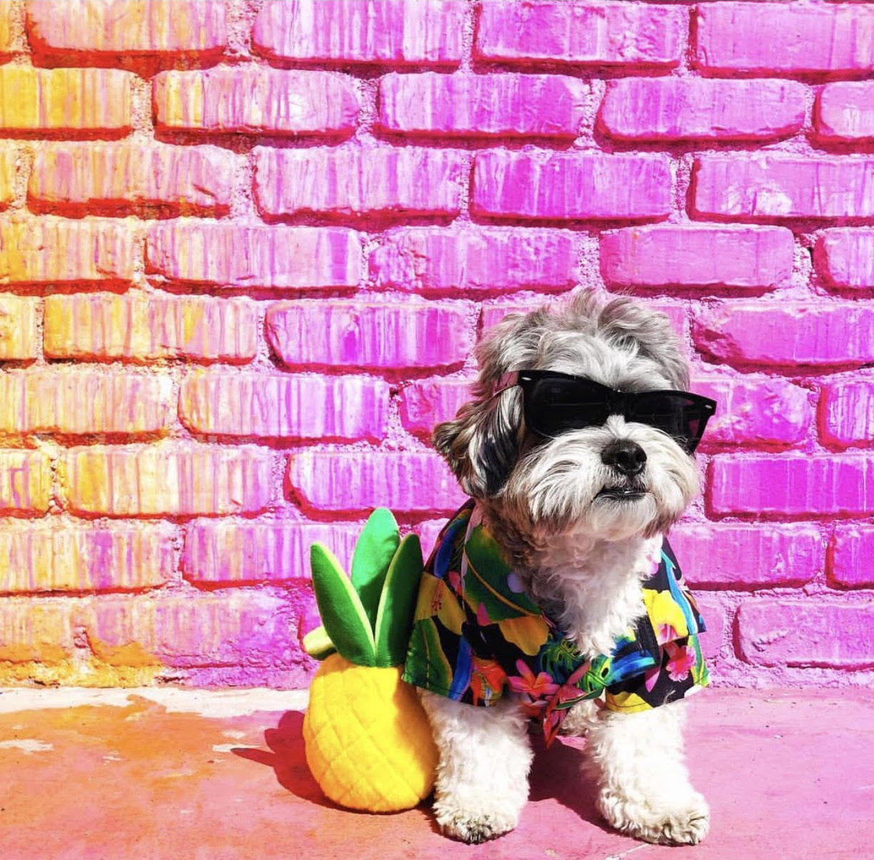 most fashionable dogs