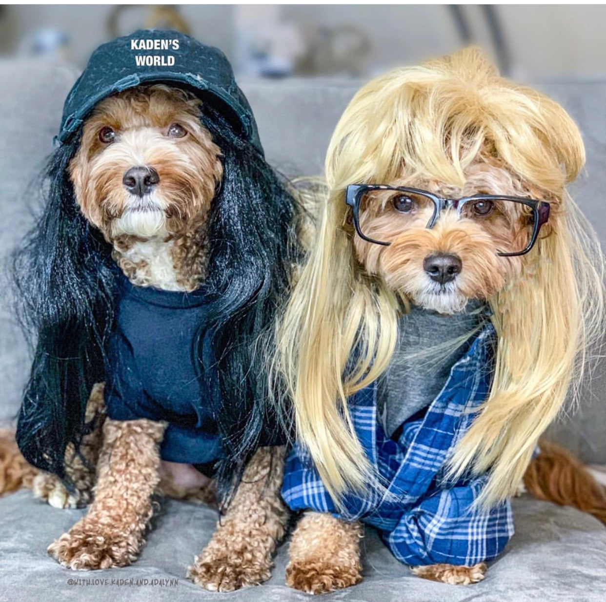 15 Dog Halloween Costumes That Are Scary Cute Blog Gift Spawt