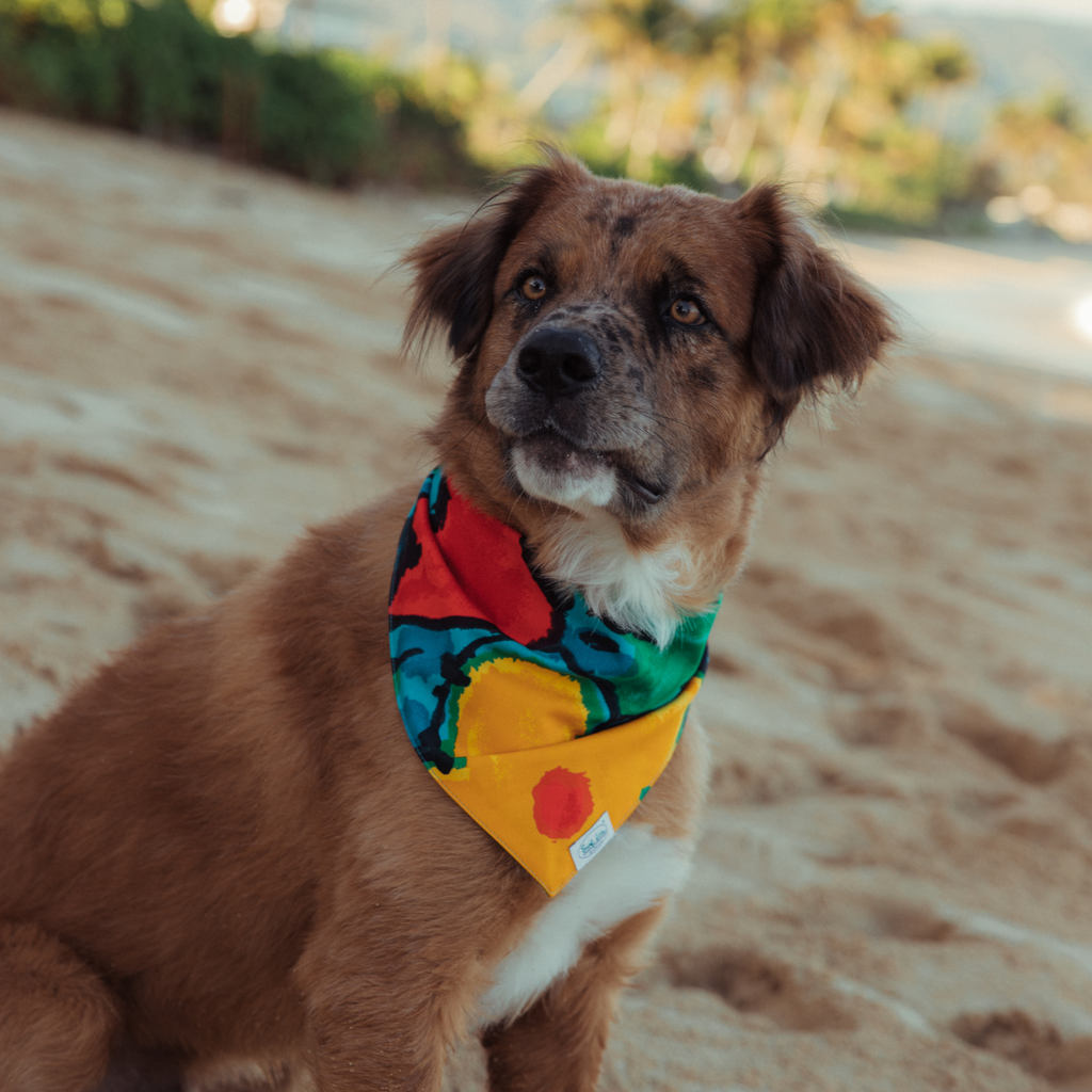 James Black - Roupas e Acessórios para PET - Bandana Pet marrom