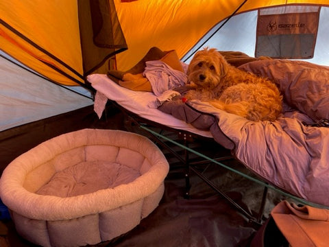 Dog on camping cot in tent