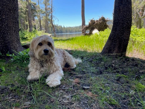 Camping Dog