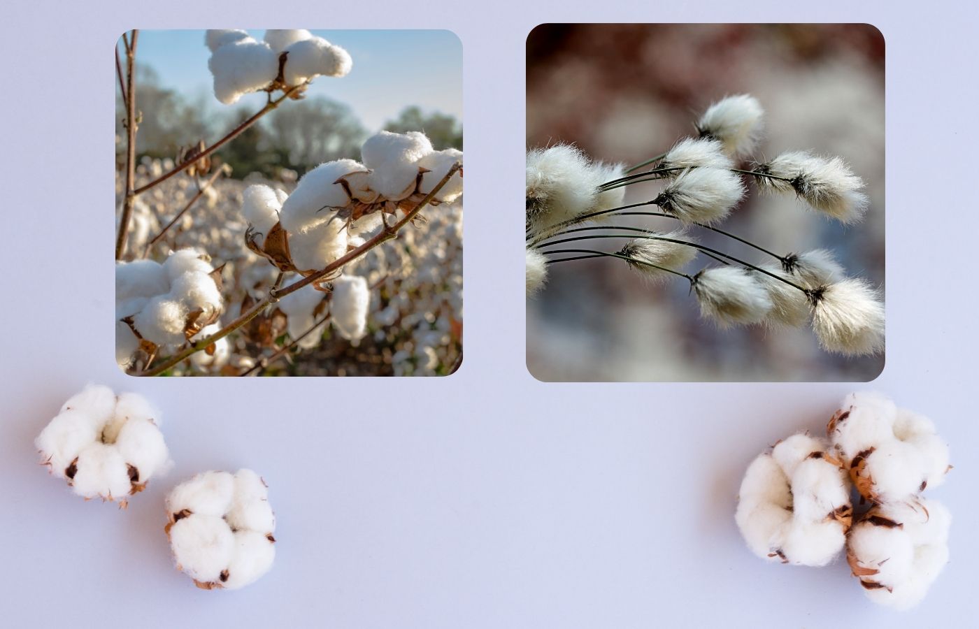 Organic Cotton vs. Regular Cotton Why it’s Better? Cariki