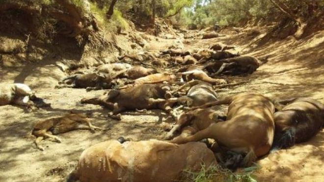 Dead horses in dried up waterhole