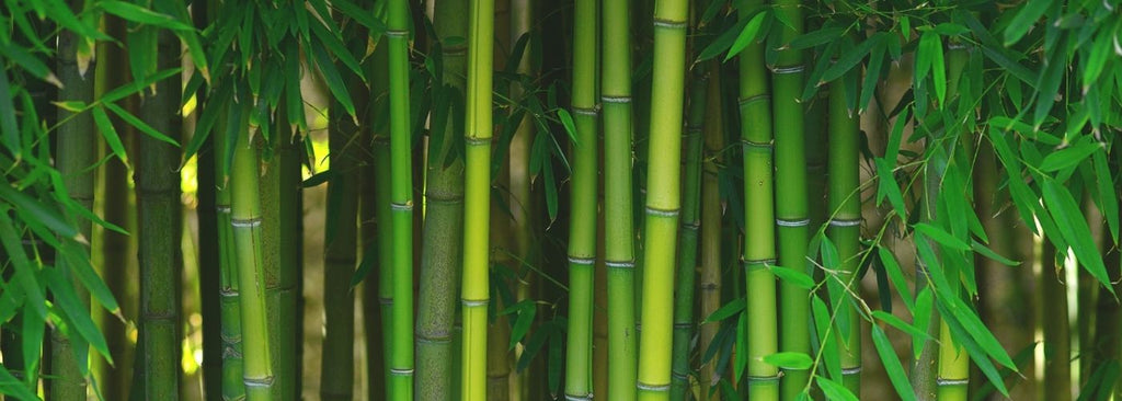 Is bamboo antibacterial