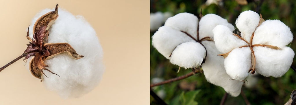 Organic Cotton vs. Regular Cotton: Why it's Better? - Cariki