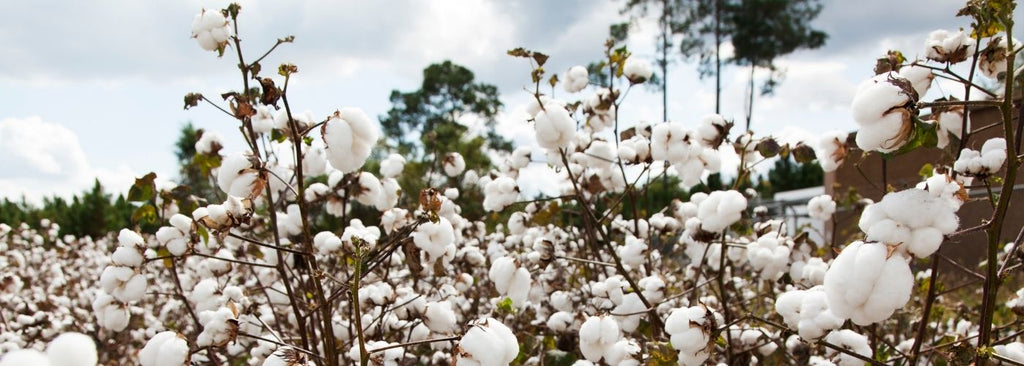 What does organic cotton mean?