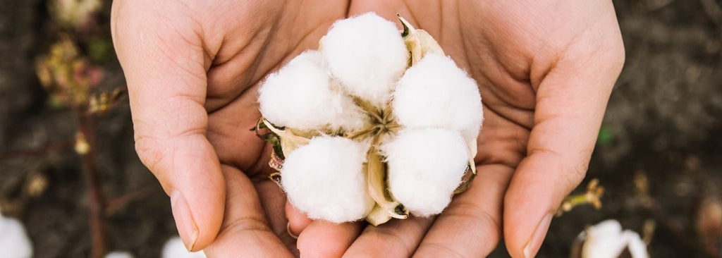 Where did cotton come from