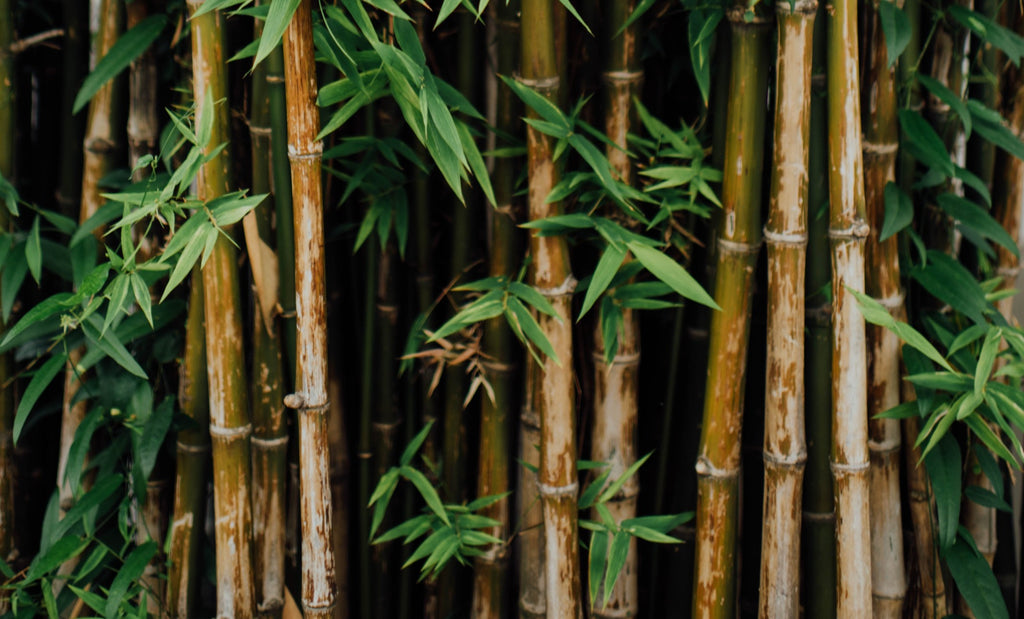 bamboo sustainability