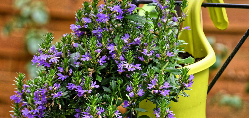 Herbs to attract bugs to my flat garden