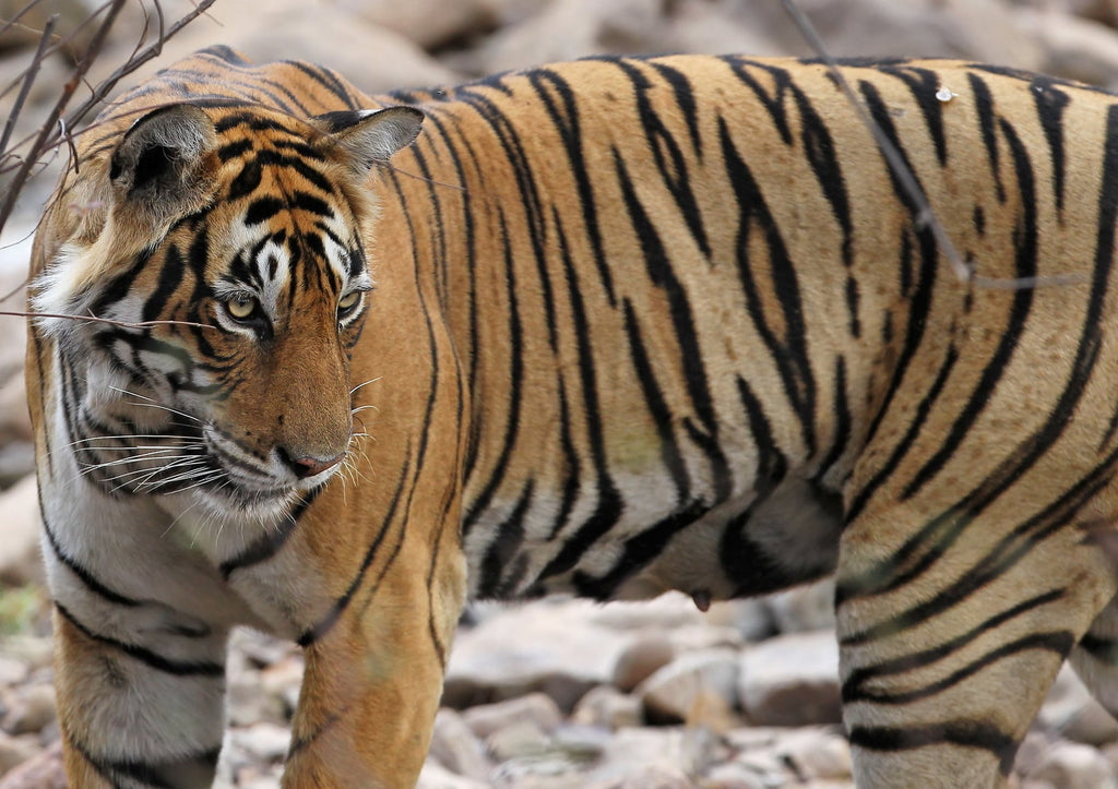 Indian tiger population increase