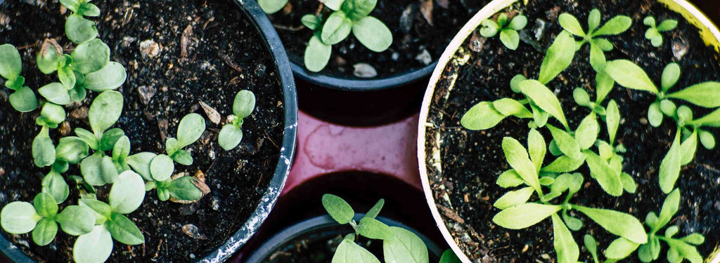 What plans are easy to grow in my flat