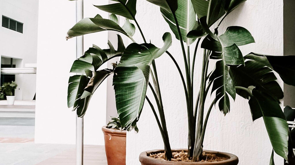 trees to grow in an apartment