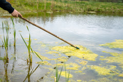 Assessing the condition of the pond