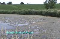 Rossi Pond Before use of Orb-3 Professional Enzymes