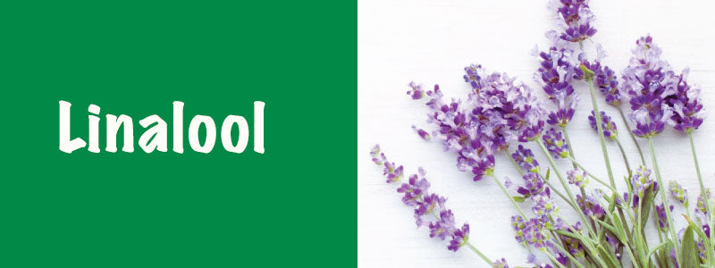 Linalool text with image of lavender