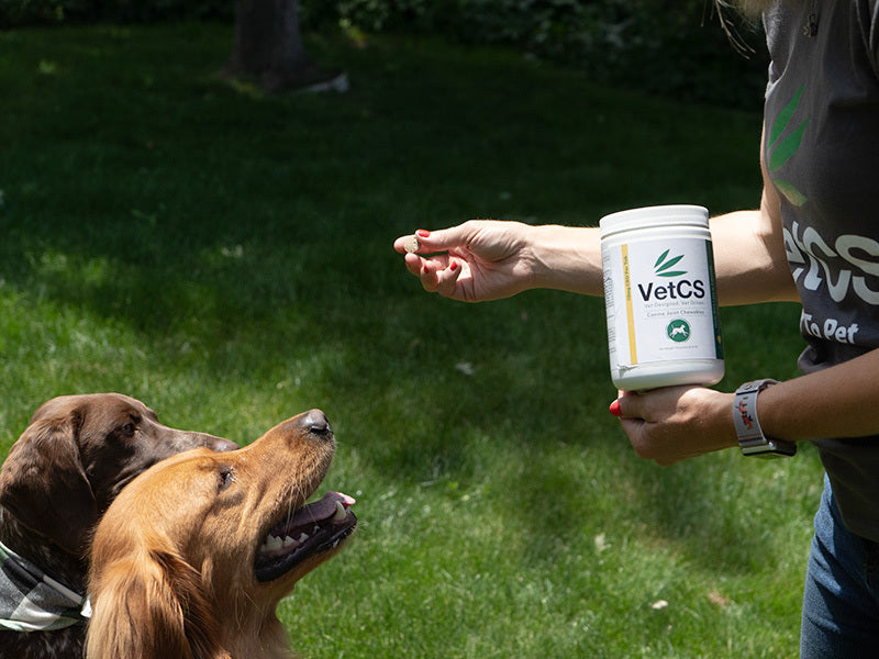 Shop vetcs cbd for dogs