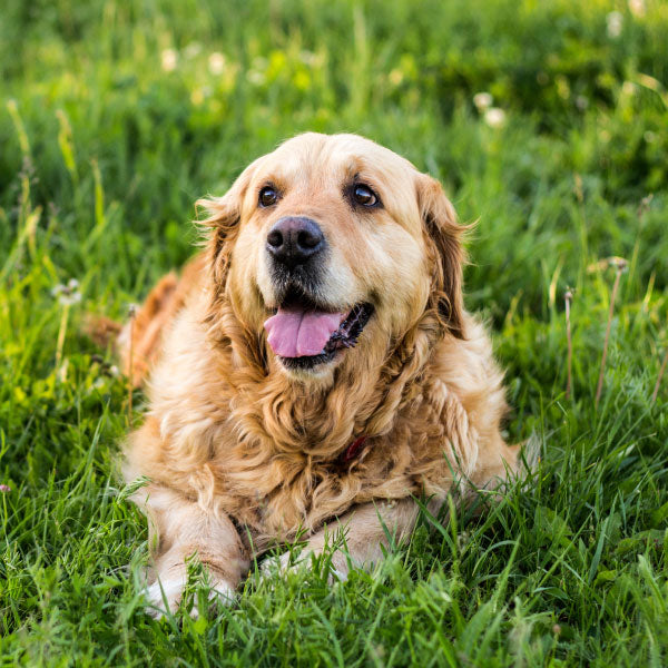 image of a senior golden retriever on green grass