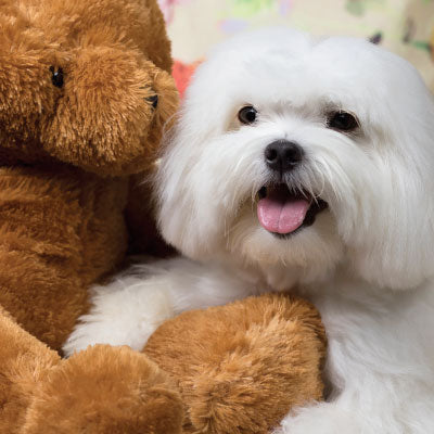 Furry dog sitting with a teddy bear