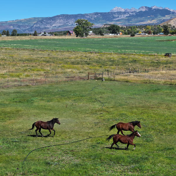 image of horses running in large field