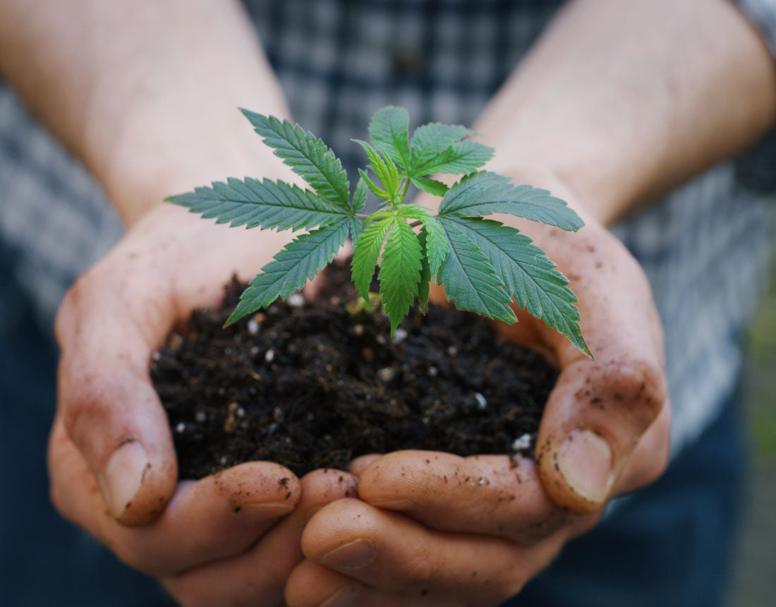 image of hands holding a small hemp plant