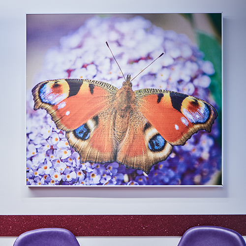 Image of butterfly on acoustic panel