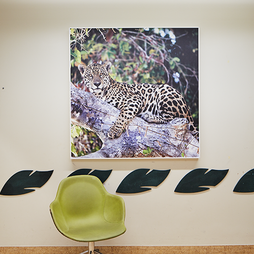 Image of leopard on acoustic panel in a waiting room