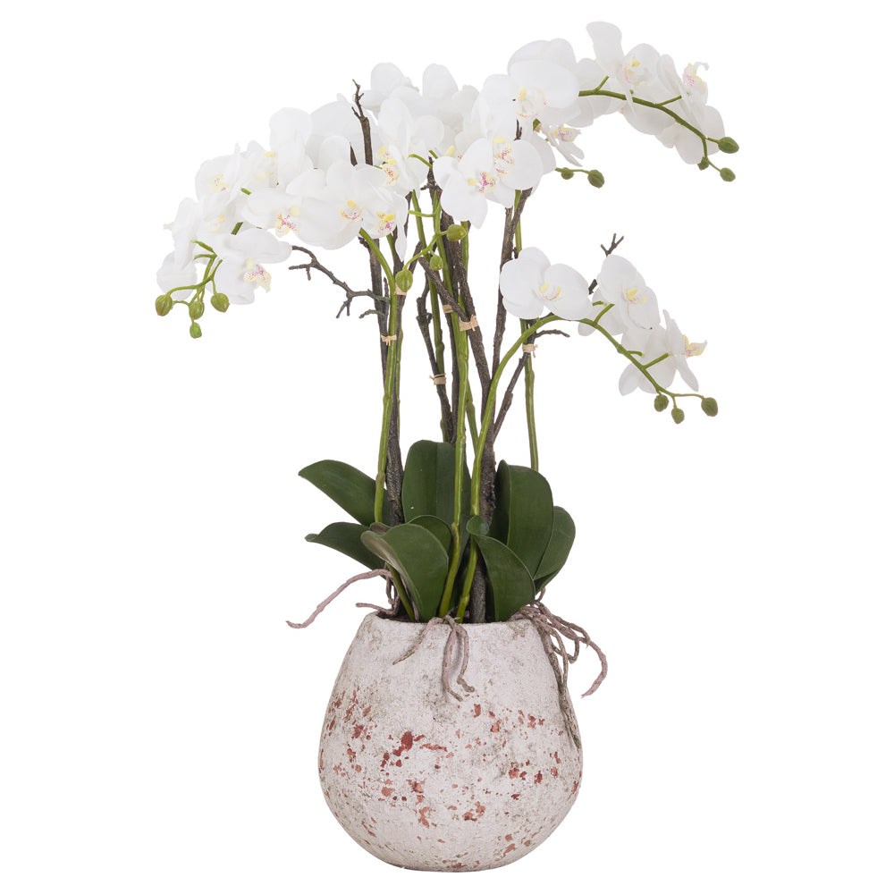 Product photograph of Hill Interiors Large Stone Potted Orchid With Roots from Olivia's