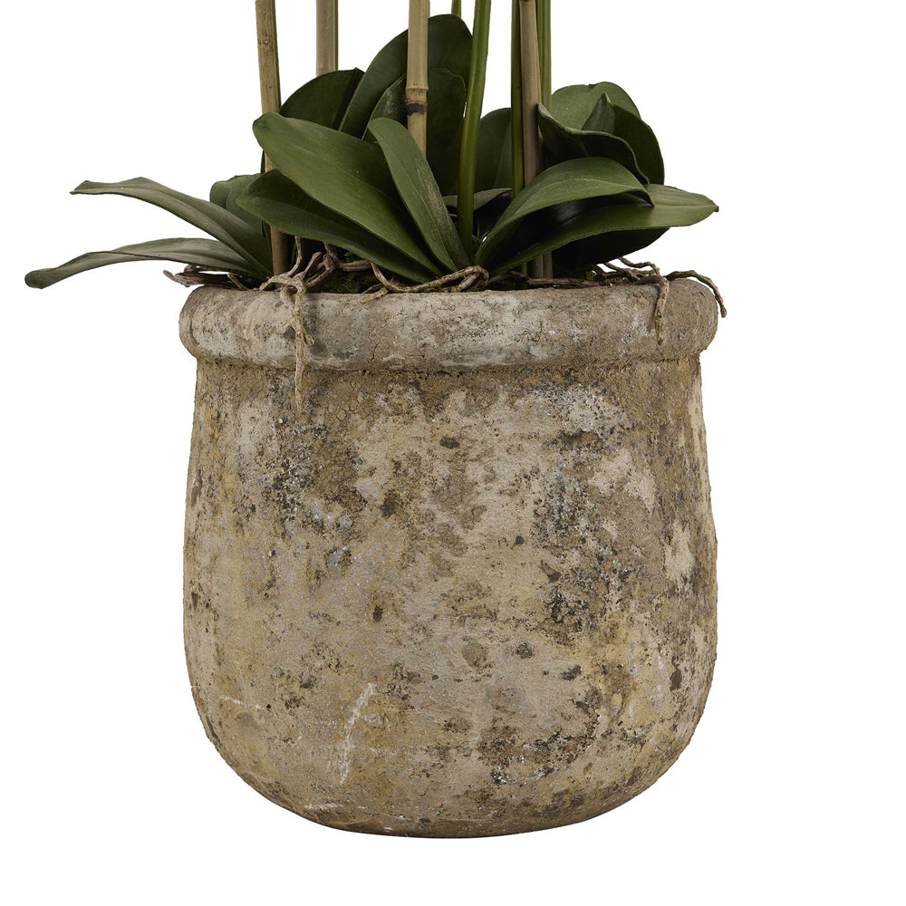 Product photograph of Hill Interiors Large White Orchid In Antique Stone Pot from Olivia's.