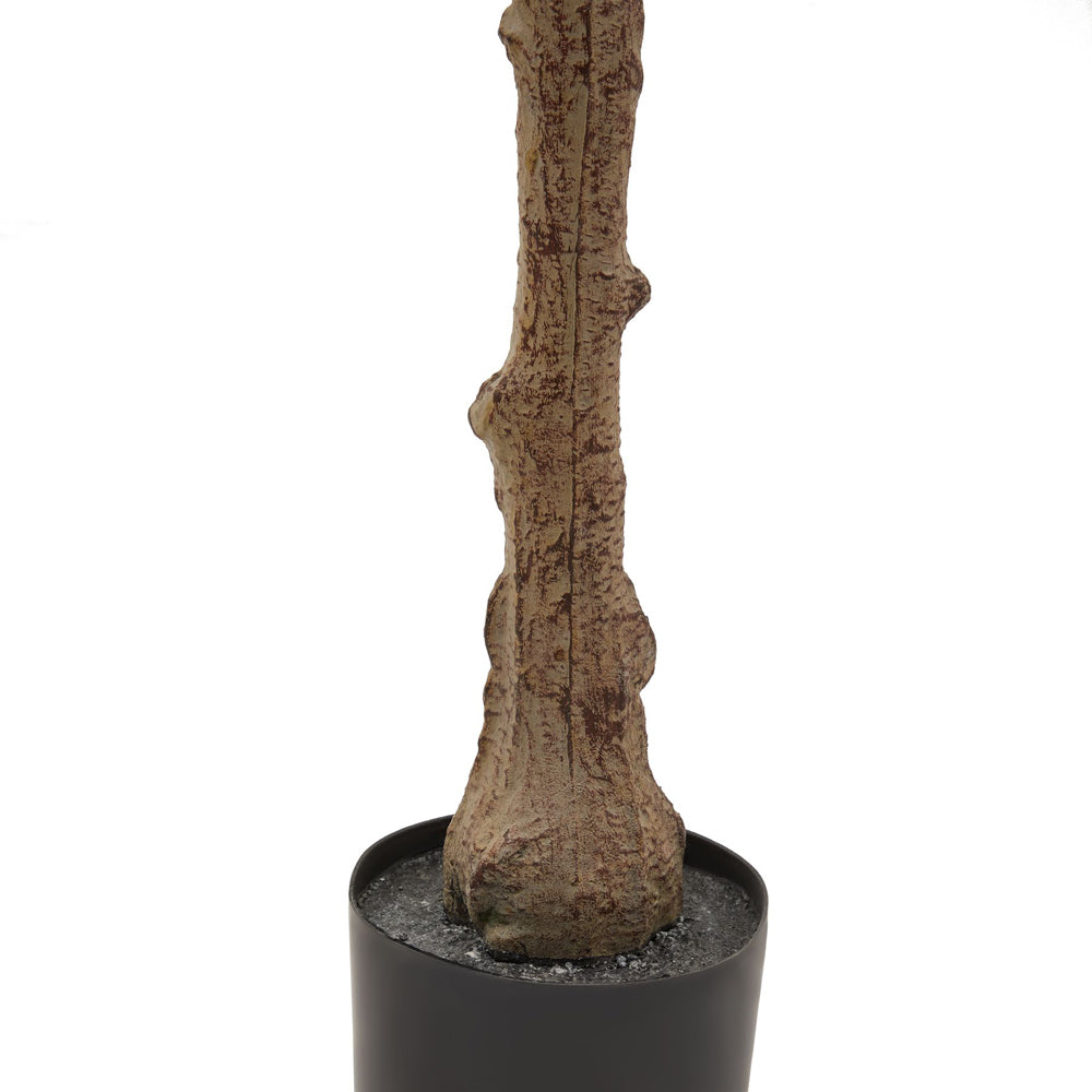 Product photograph of Hill Interiors Calabria Olive Tree from Olivia's.