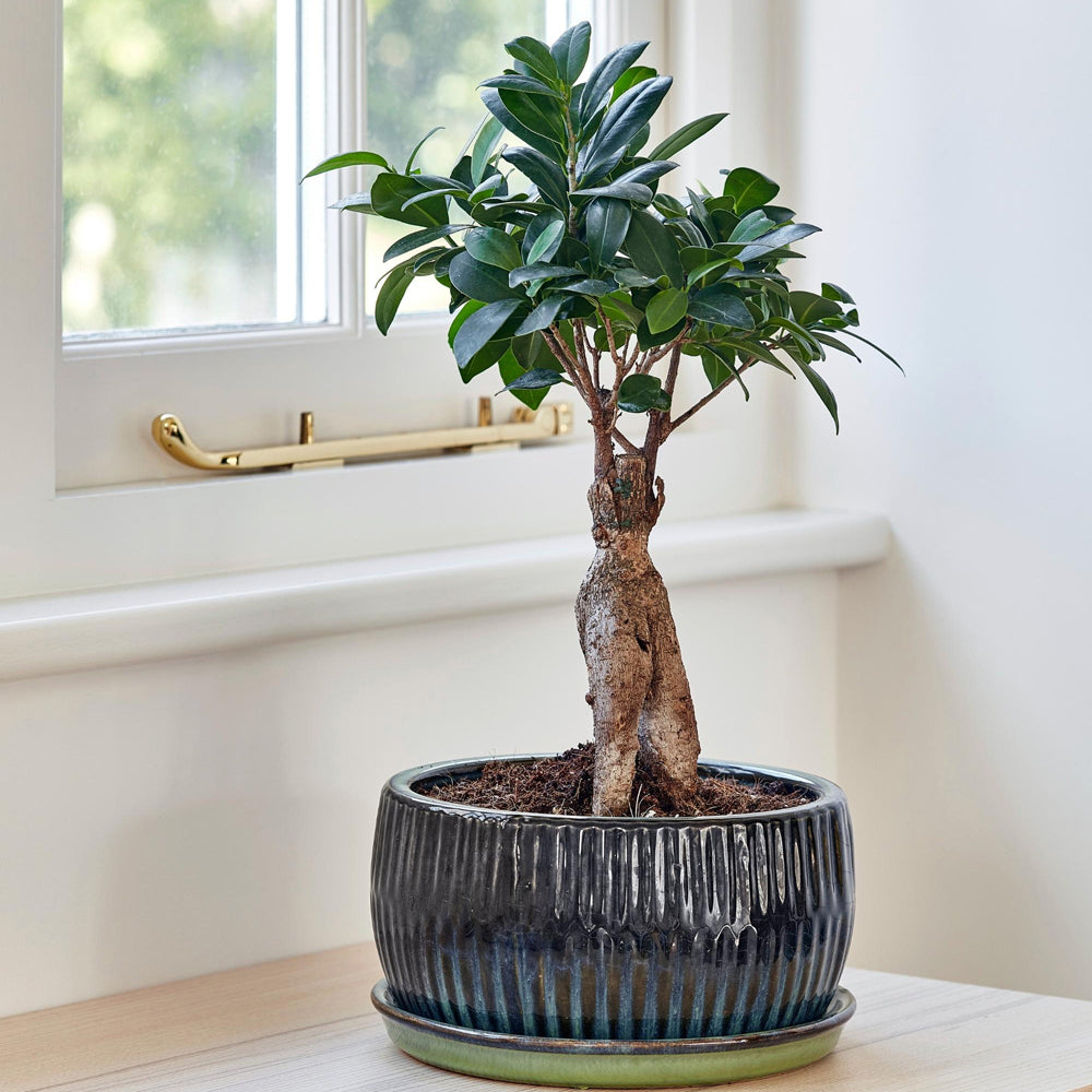 Ivyline Set Of 2 Round Reactive Glaze Bonsai Planters In Emerald Outlet